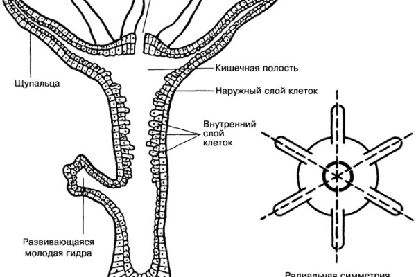 Kraken ем